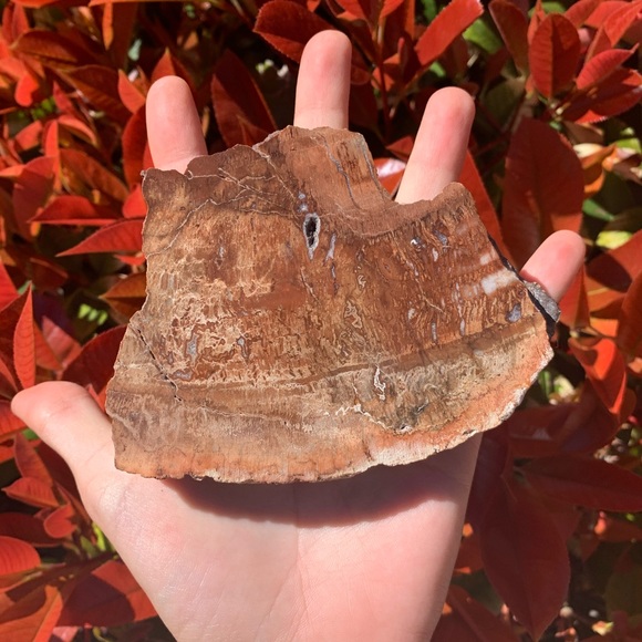 Polished Petrified Wood Slab - Picture 3 of 5